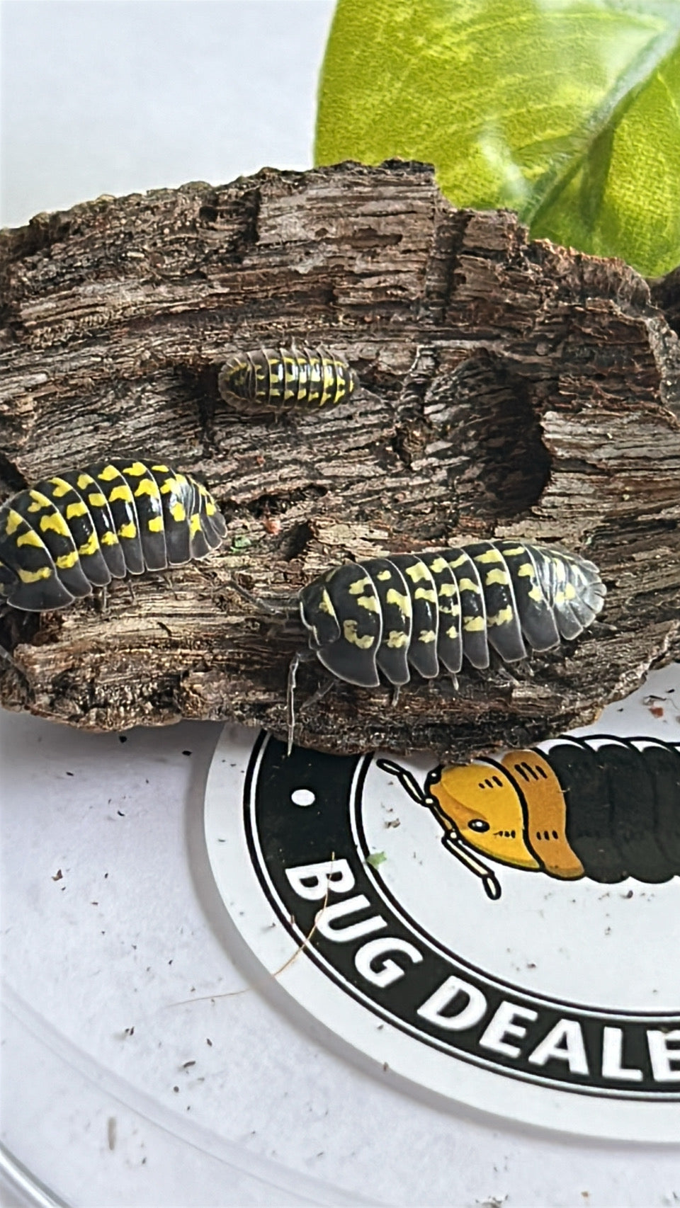 Armadillidium Gestroi "Yellow-spotted" Isopod