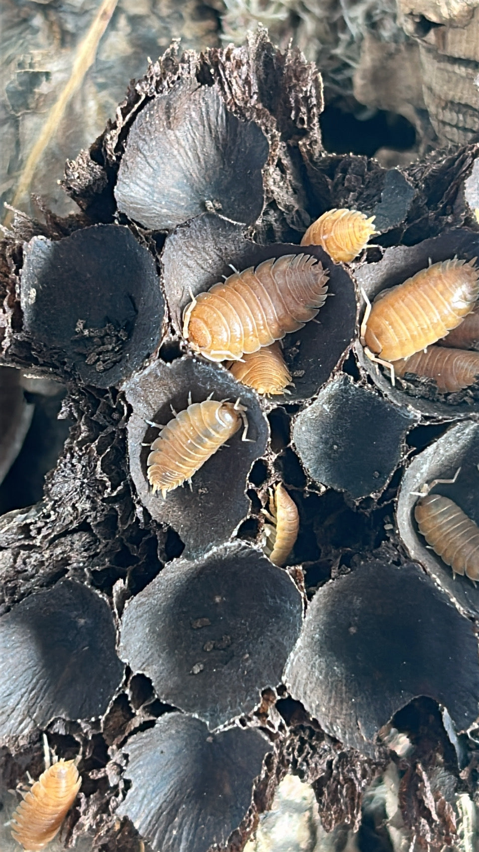 Porcellio laevis "Giant Orange"