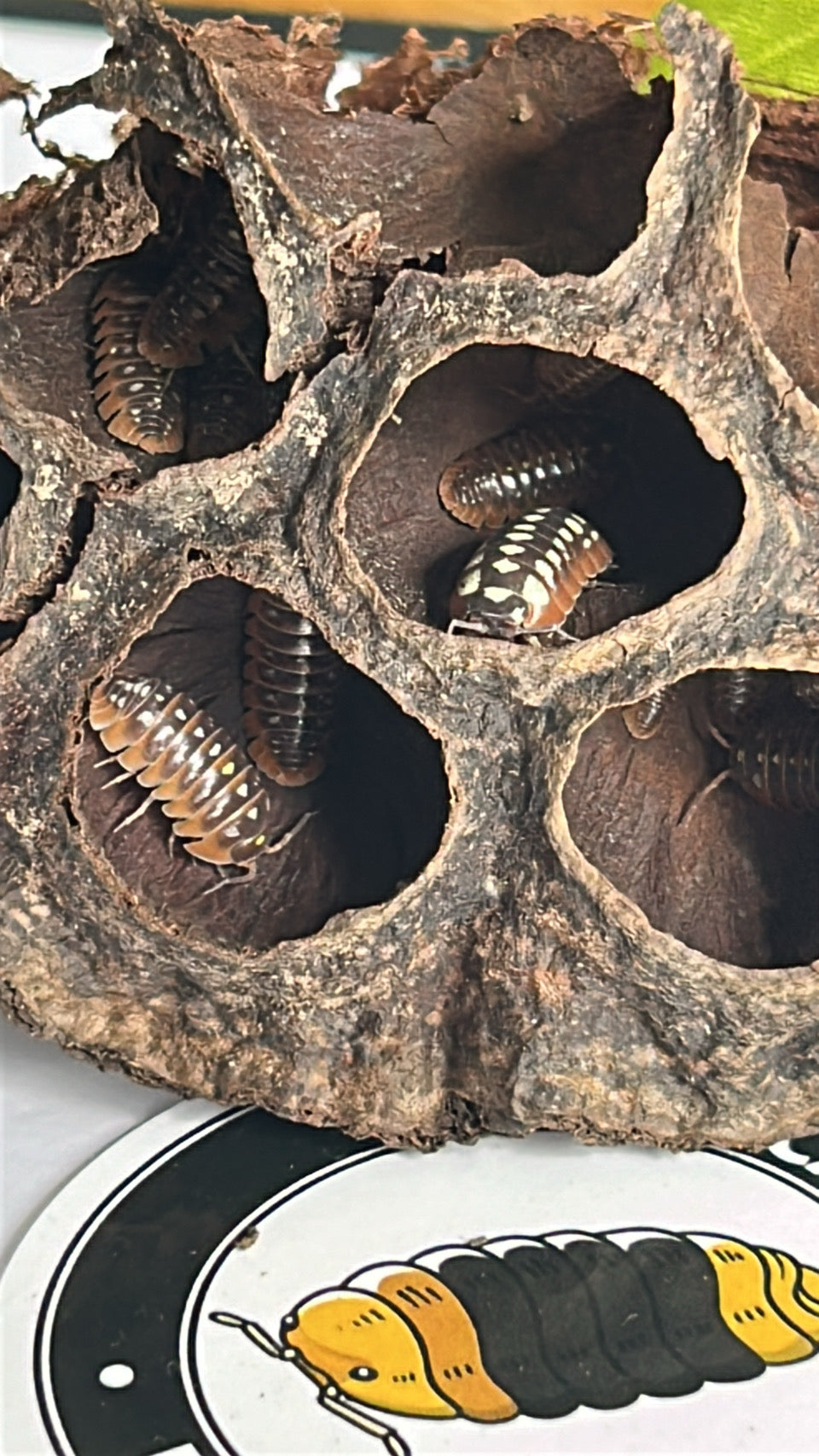 Armadillidium Klugii "Clown"