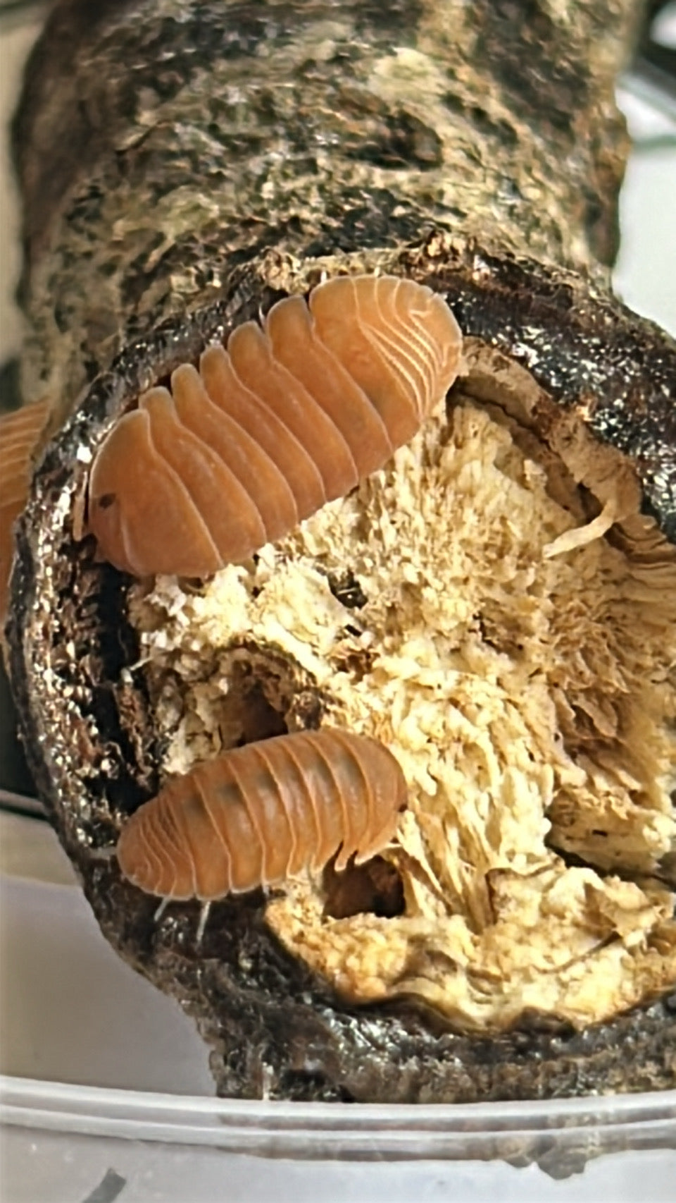 Cubaris Murina "Mandarin"
