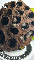 Cubaris sp. "Panda king" Isopod