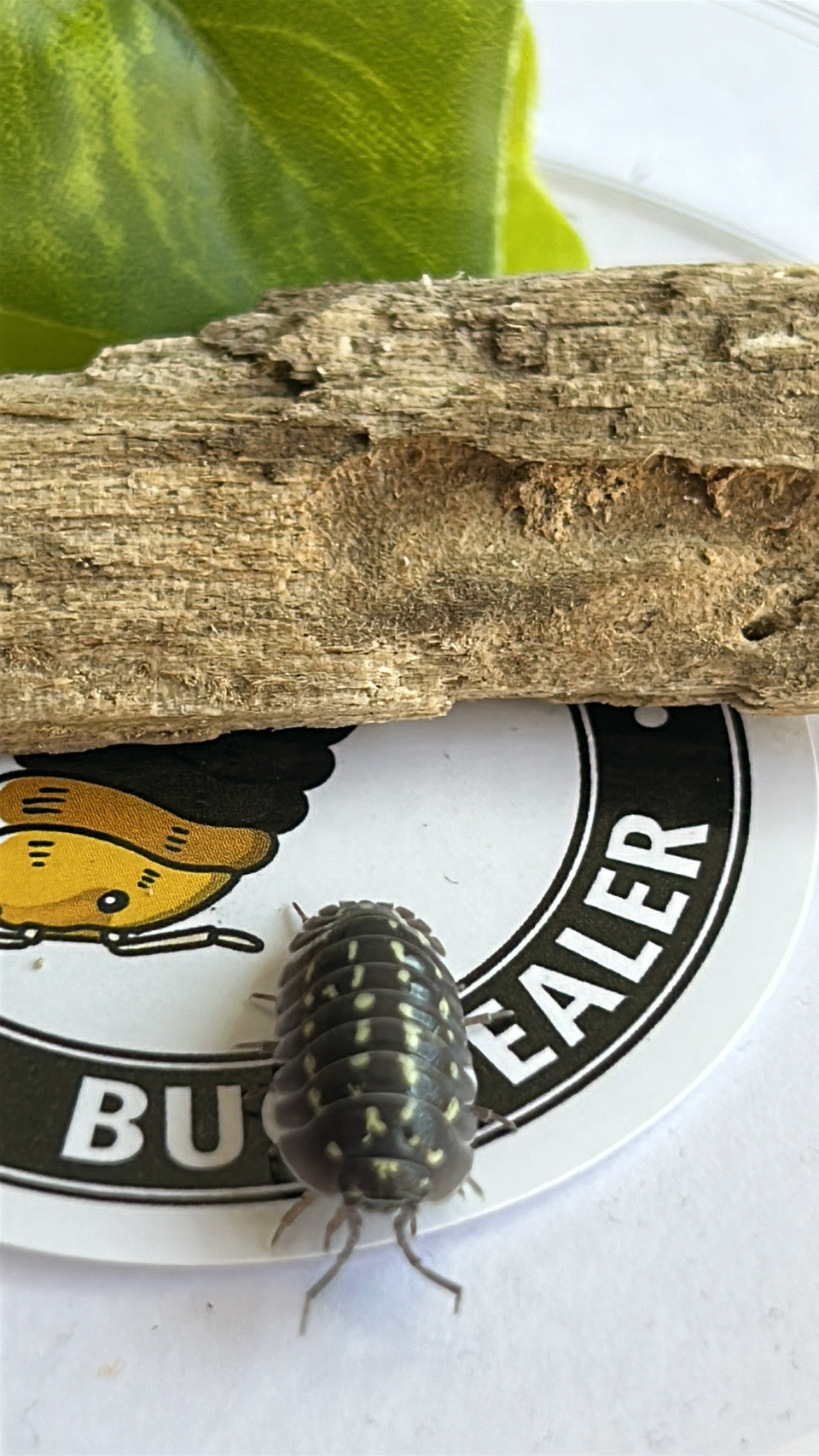Armadillidium Gastroi "Zinger" Morph