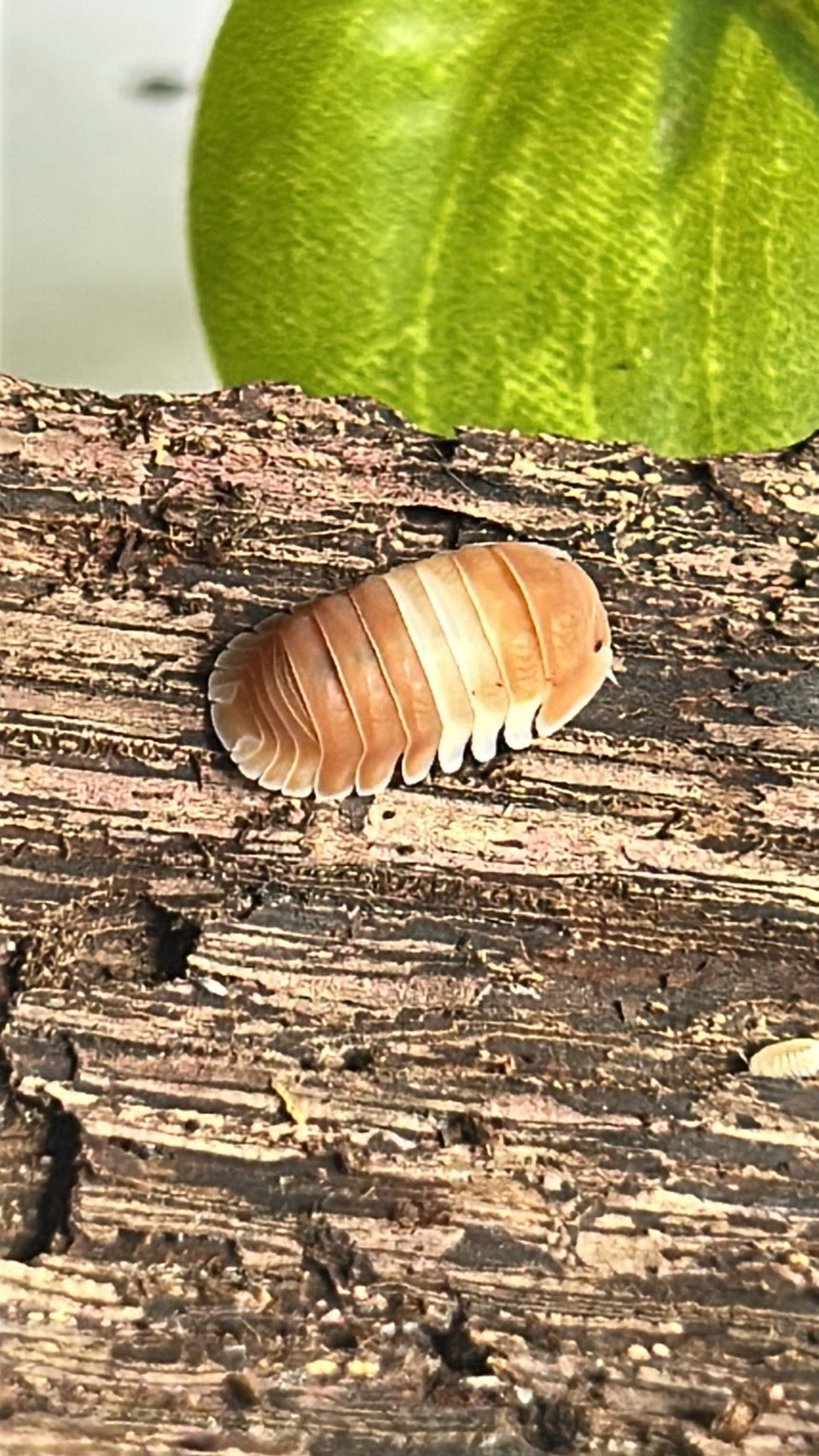 Cubaris sp. "Red" Panda king Isopod