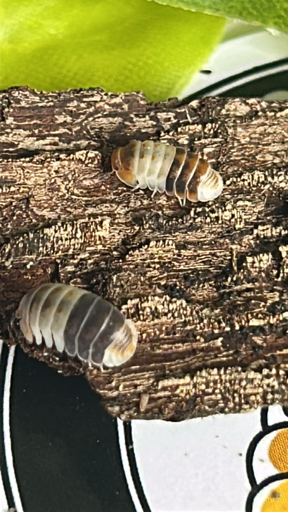 Cubaris sp. "White Shark" Isopod