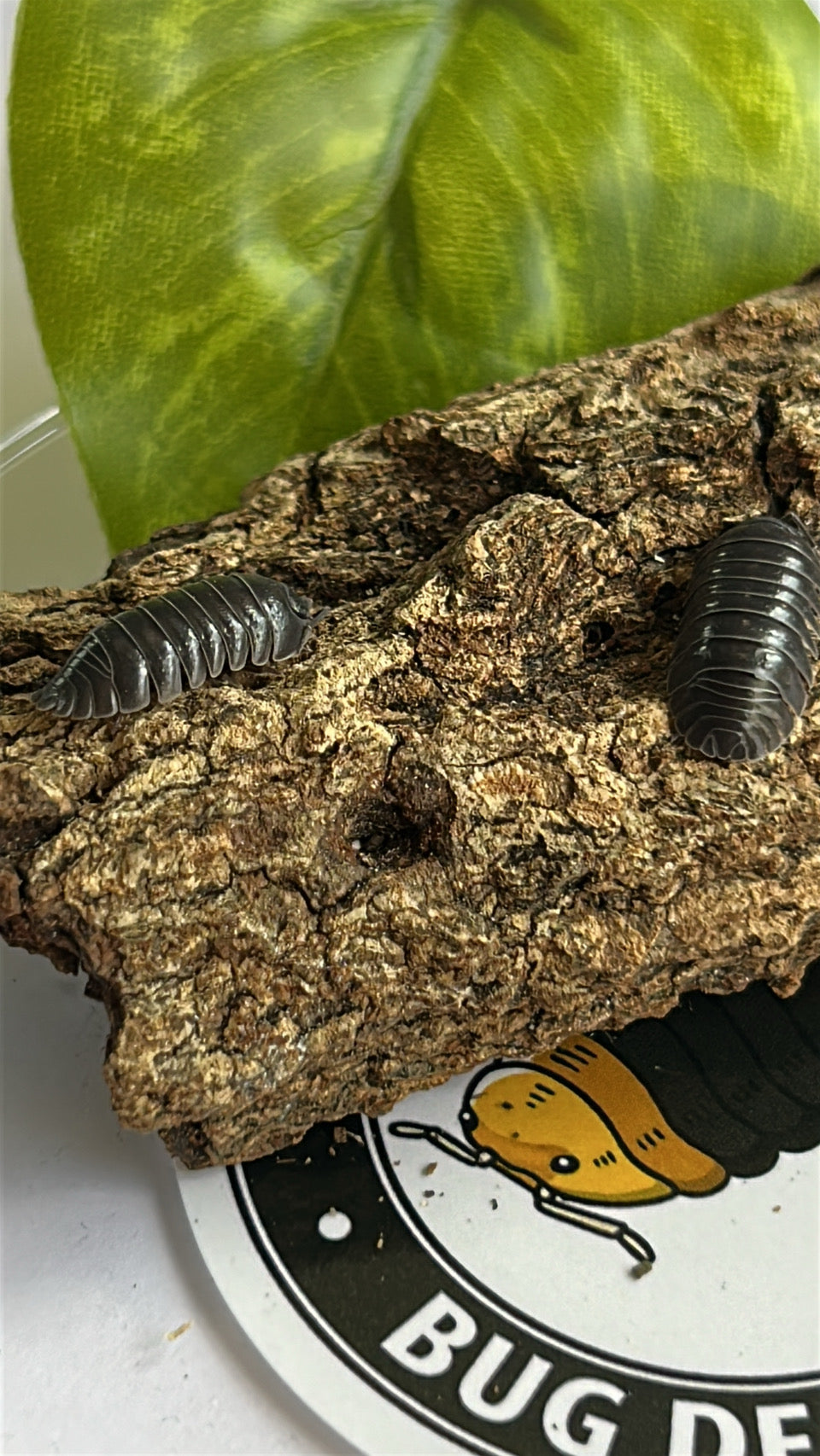 Armadillidium depressum "blotched"