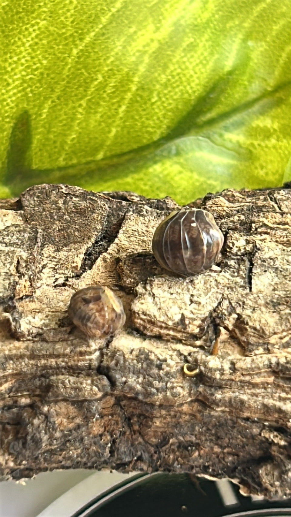 Fillipinodilo "Giant Bumblebee"