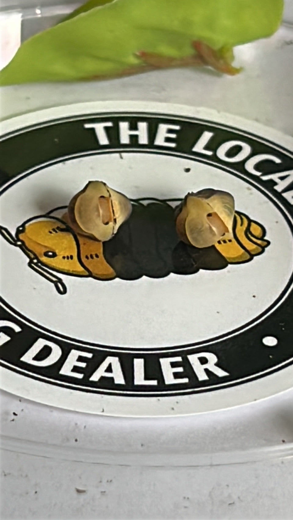 Cubaris sp. "Rubber Ducky"