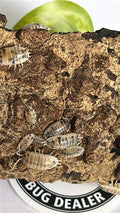 Porcellio laevis "Dairy Cow"
