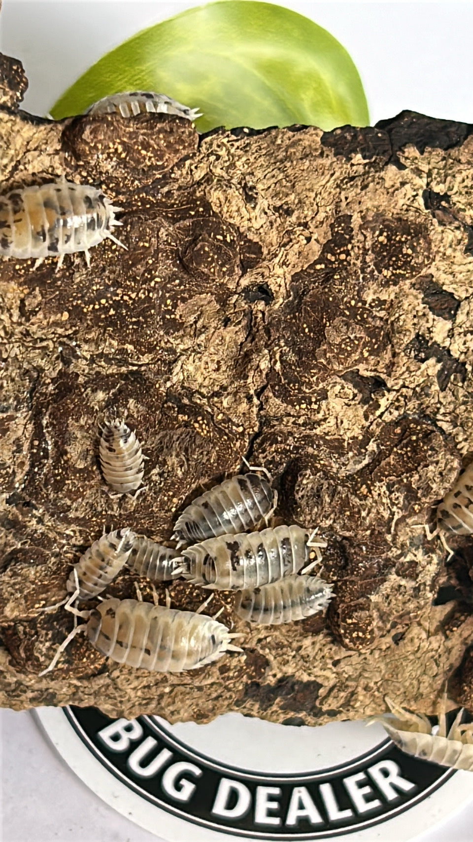Porcellio laevis "Dairy Cow"
