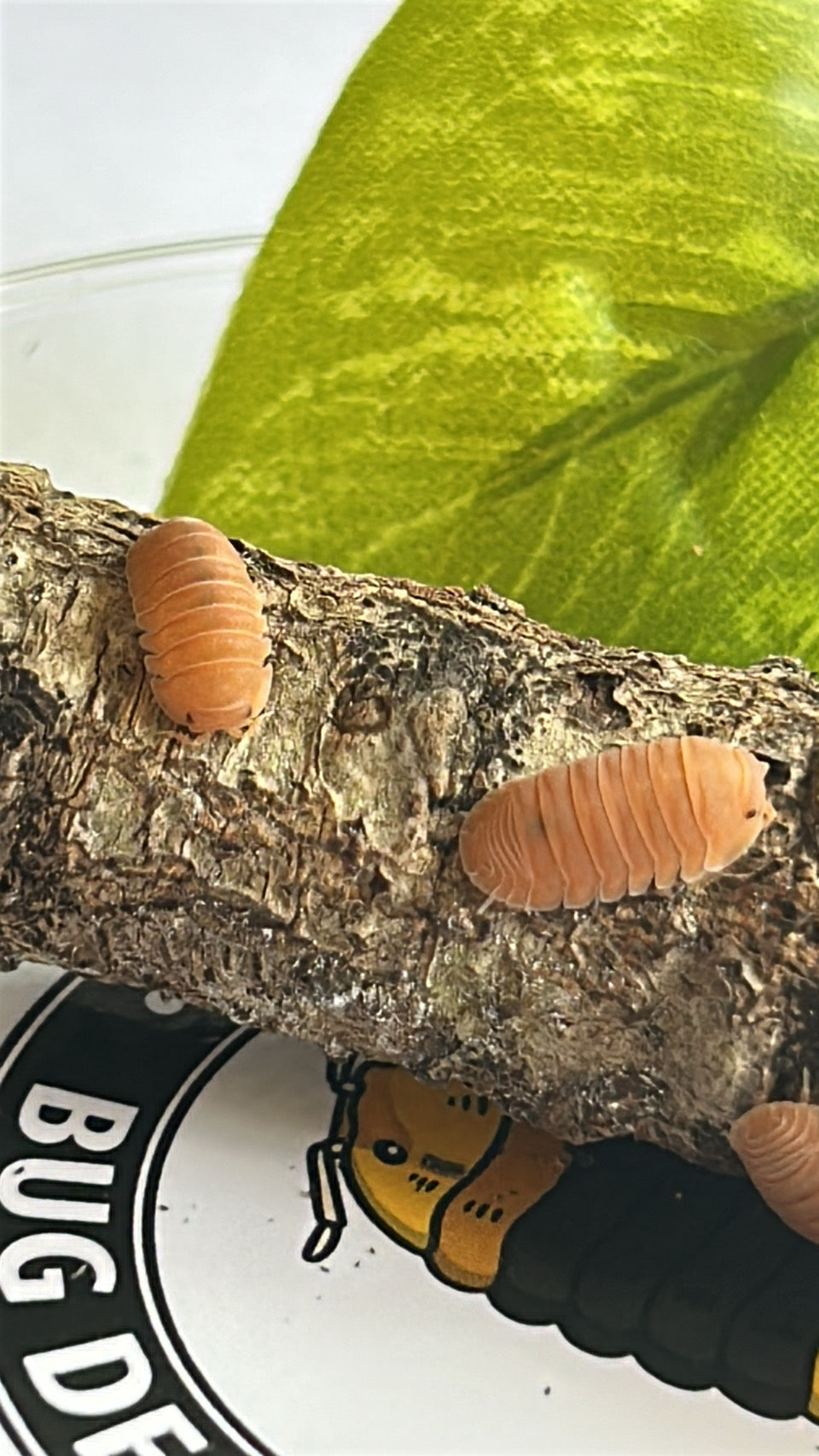 Cubaris Murina "Mandarin"