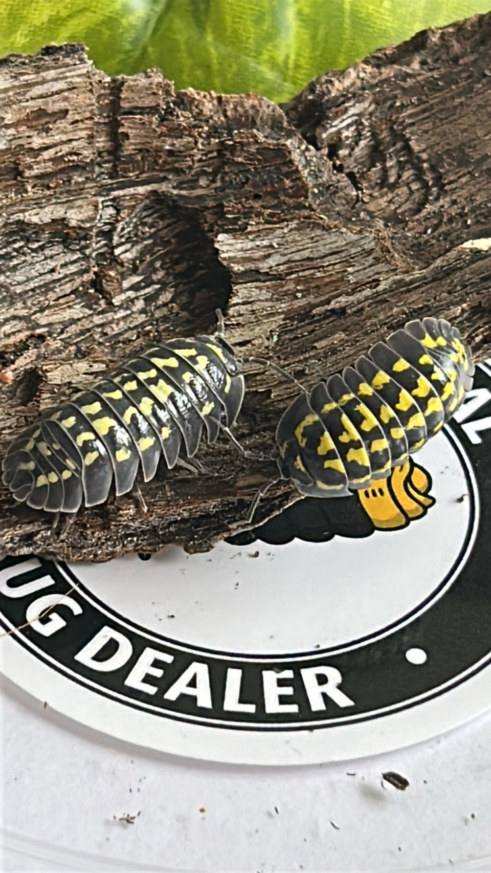 Armadillidium Gestroi "Yellow-spotted" Isopod