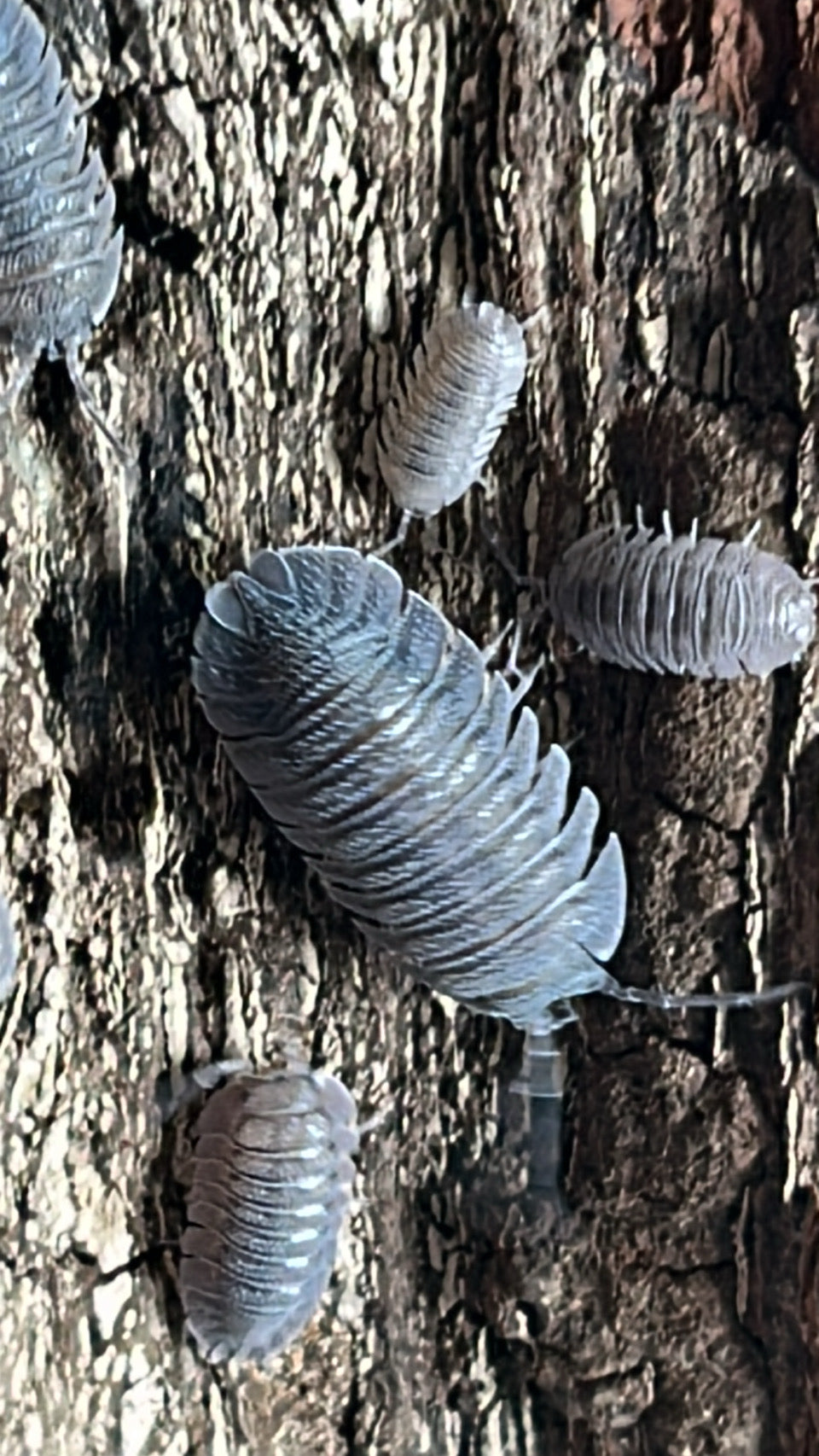 Armadillidium peraccae "Mini speckled"  isopods