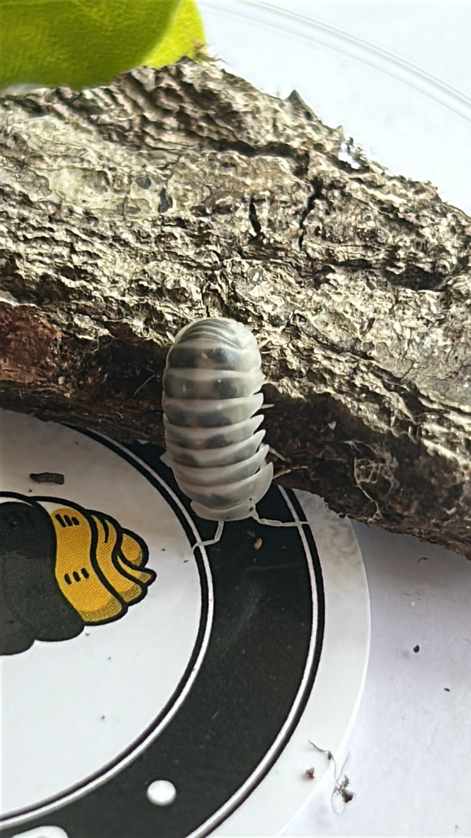 Armadillo sp "Tamarix"