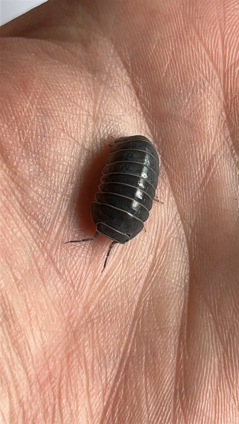 Armadillo officinalis "Greece" (Pied gene)