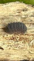 Armadillo "Tuberculatus"