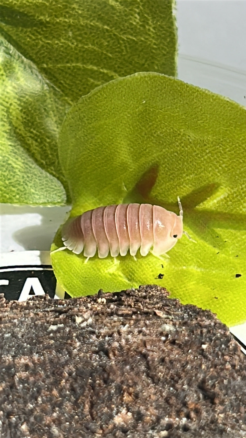 Cubaris sp. "Cherry Blossom"