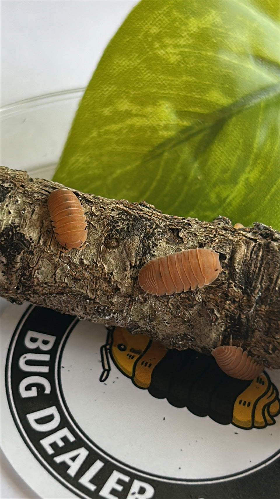 Cubaris Murina "Mandarin"