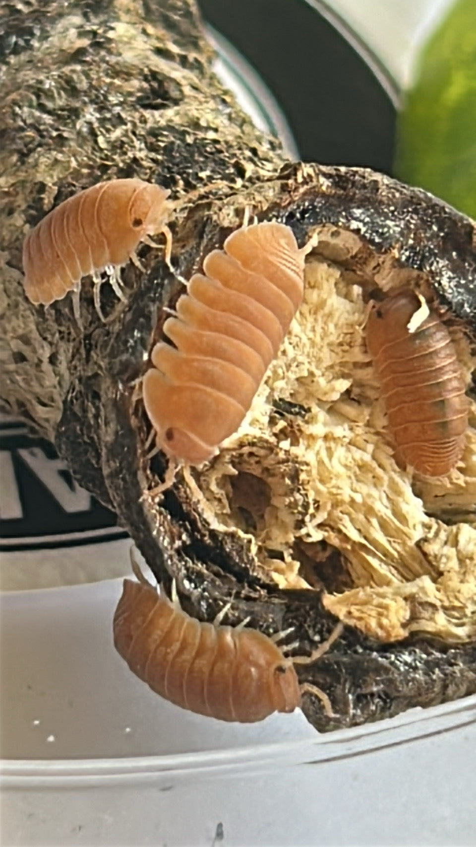 Cubaris Murina "Mandarin"