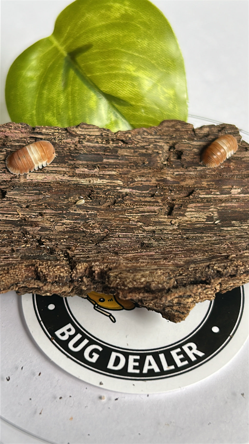 Cubaris sp. "Red" Panda king Isopod