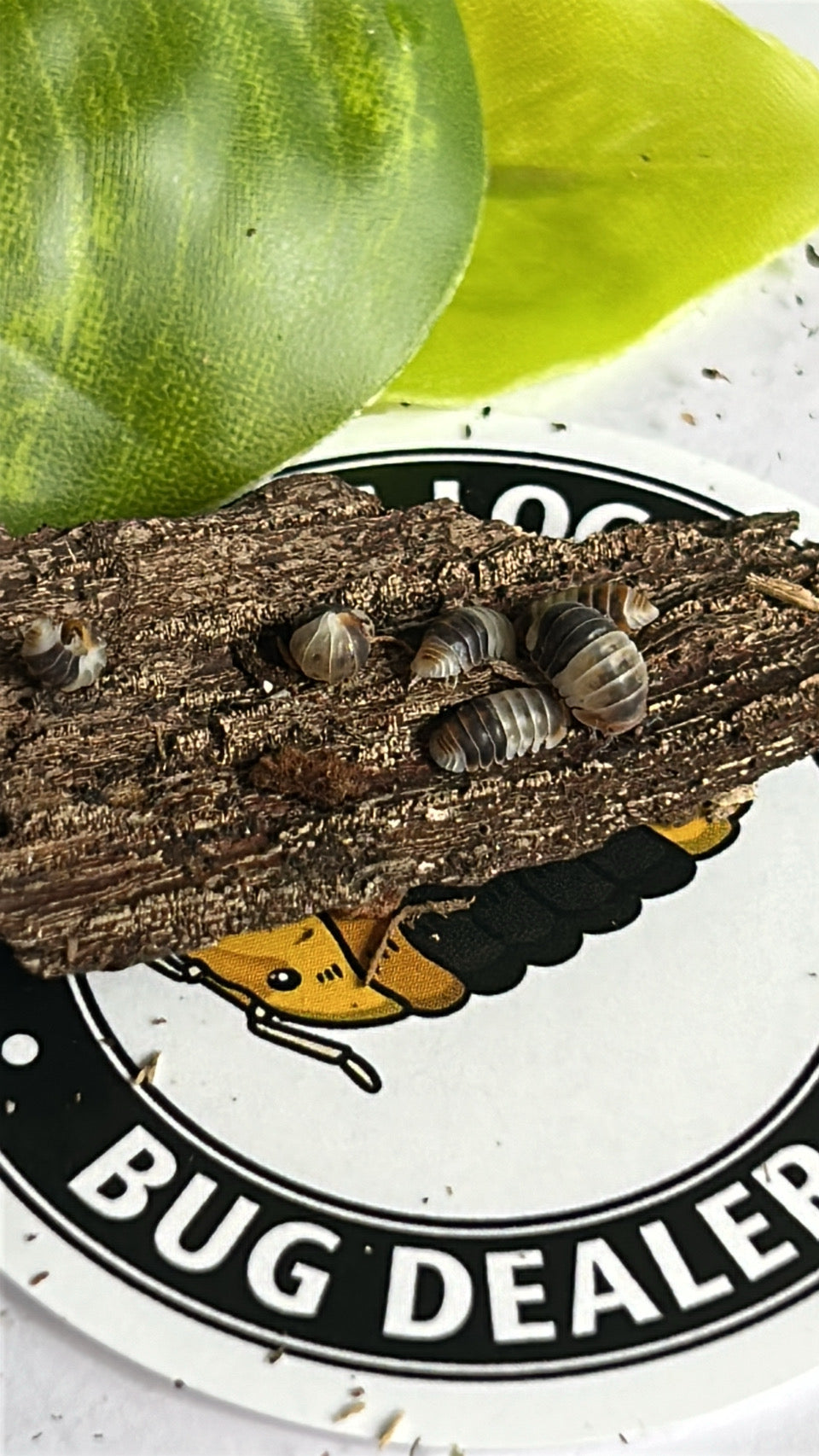 Cubaris sp. "White Shark" Isopod