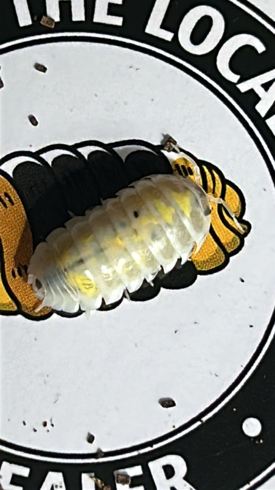 Armadillidium vulgare "Magic Potion"