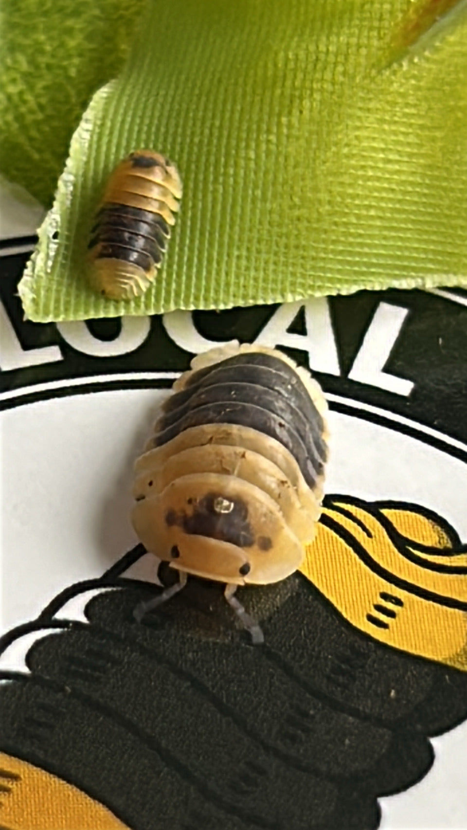 Cubaris sp "Bumblebee"