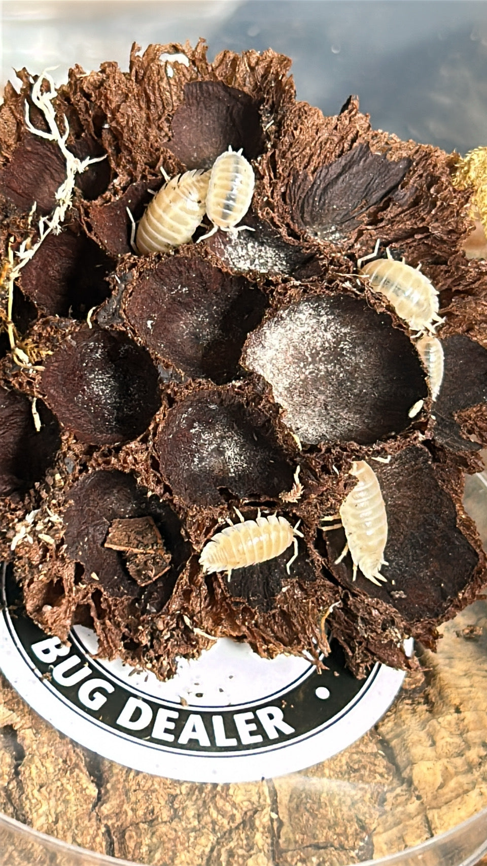 Porcellio laevis "Snow White"