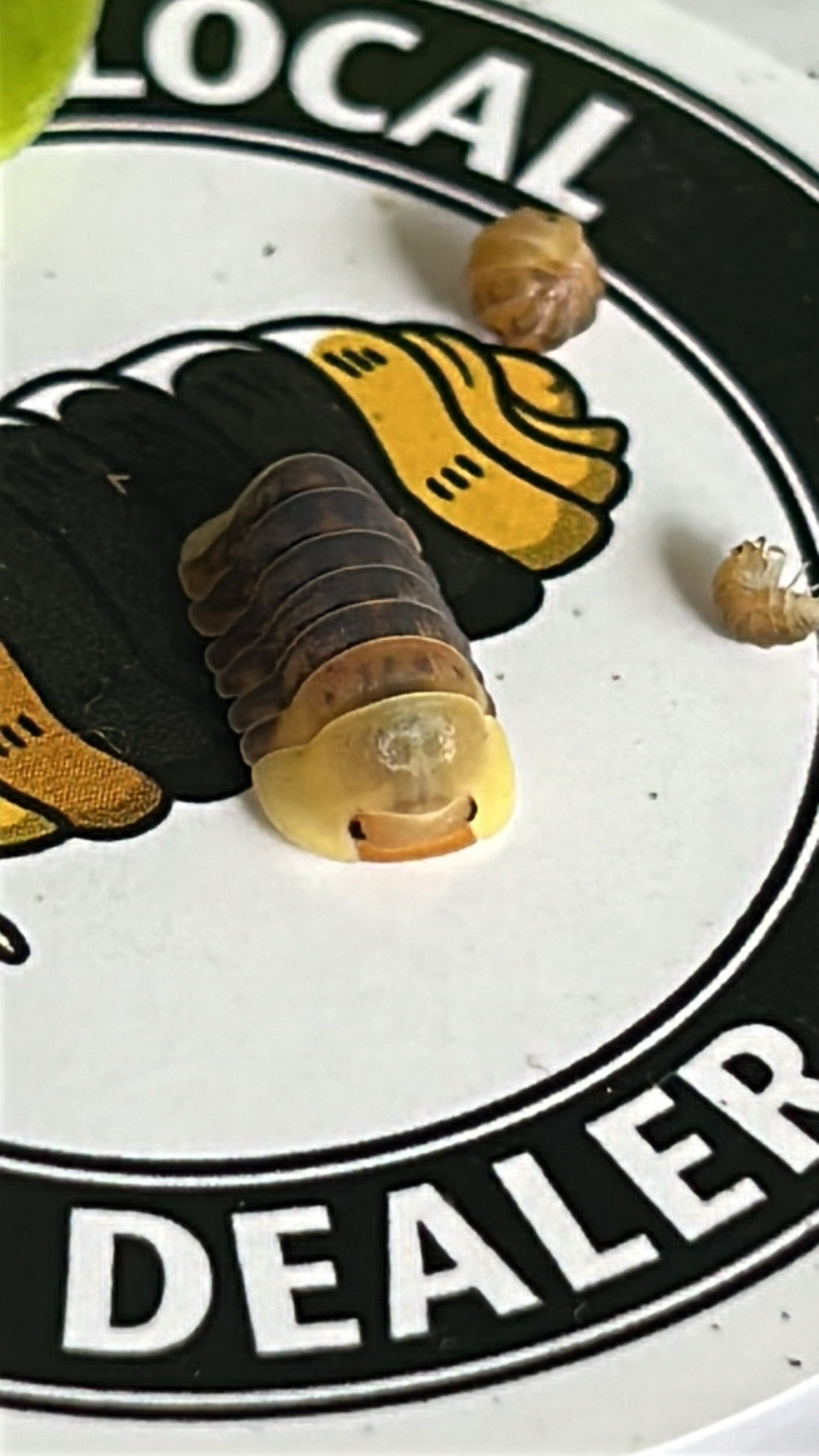 Cubaris sp. "Rubber Ducky"