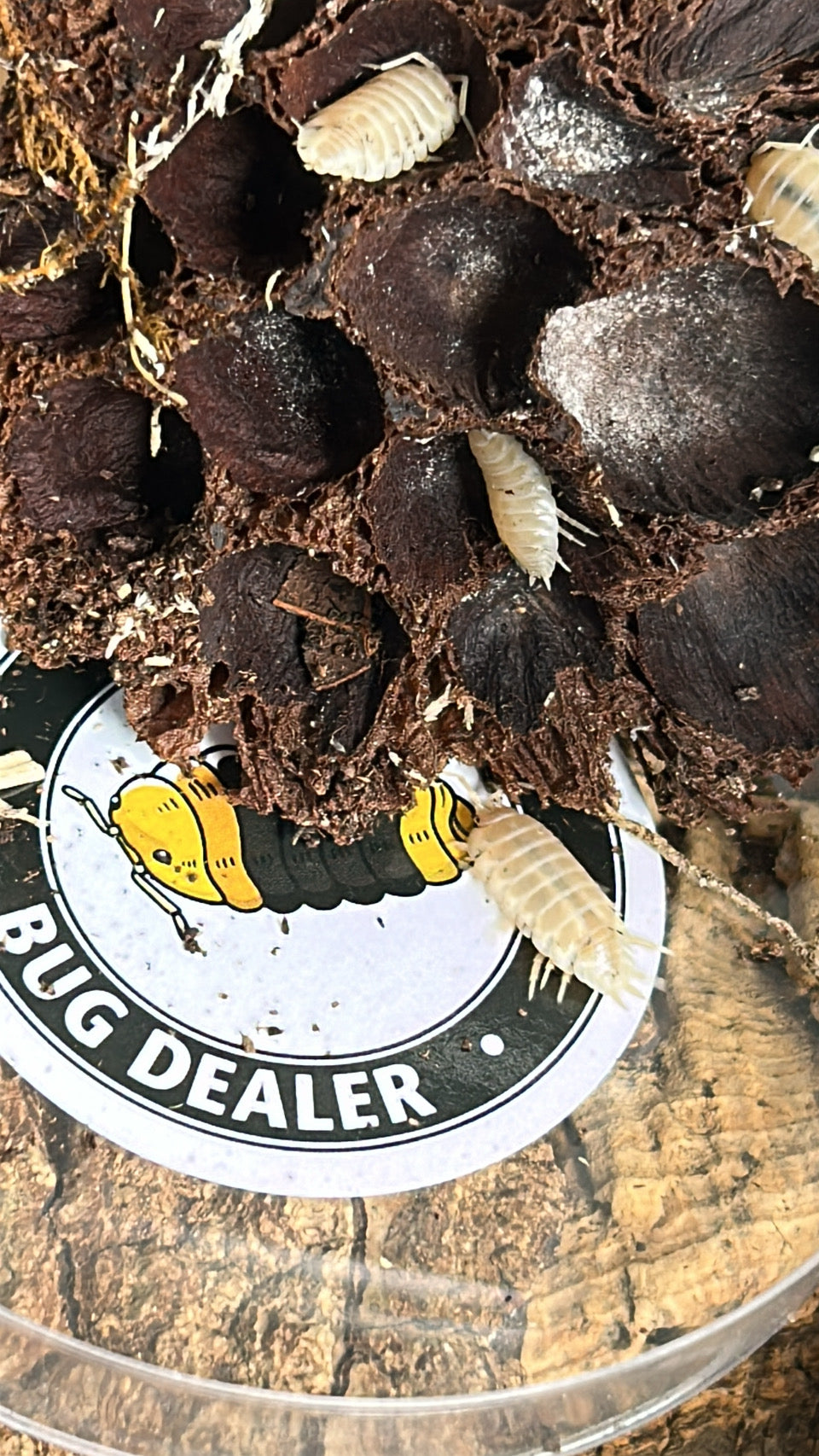 Porcellio laevis "Snow White"