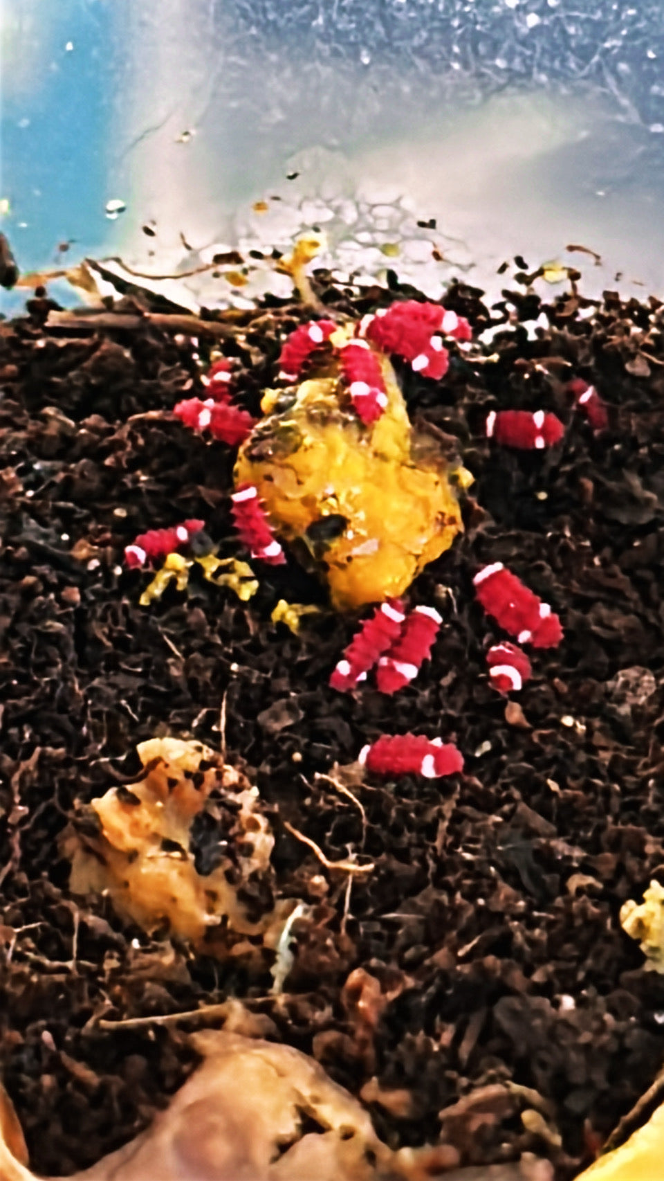 Springtails, Redford White "Santa Claus"