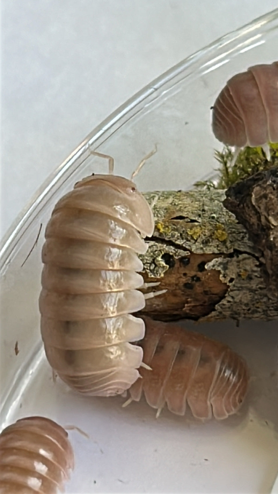 Armadillo Officinalis "PINK"