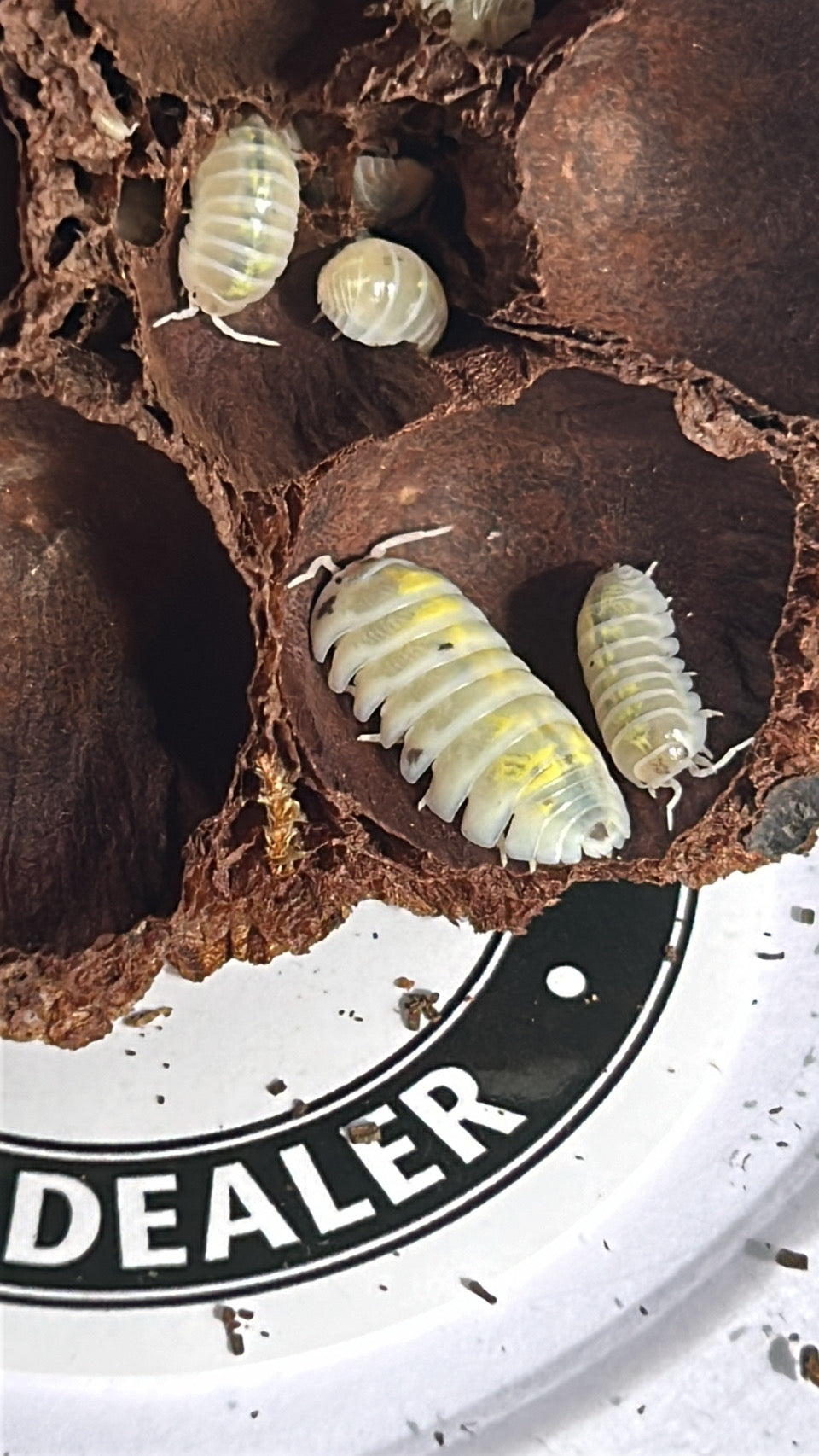 Armadillidium vulgare "Magic Potion"