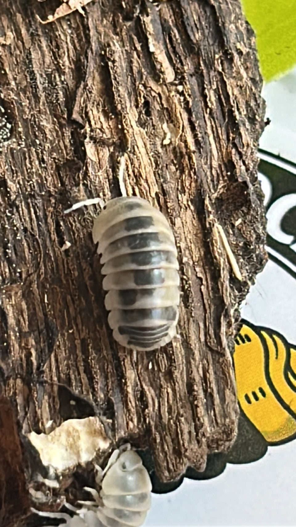 Armadillo sp "Tamarix"