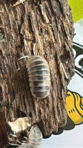 Armadillo sp "Tamarix"
