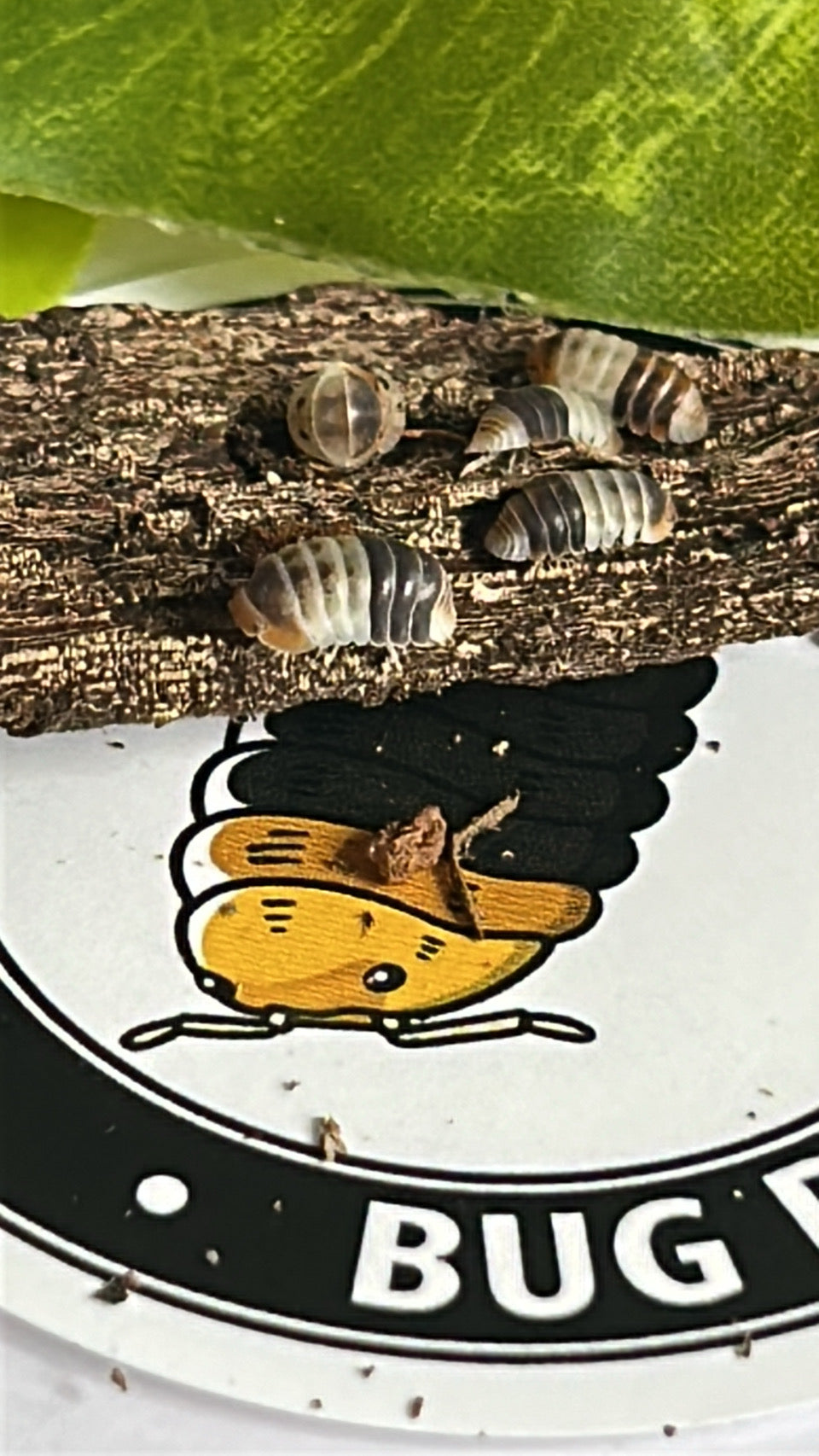 Cubaris sp. "White Shark" Isopod