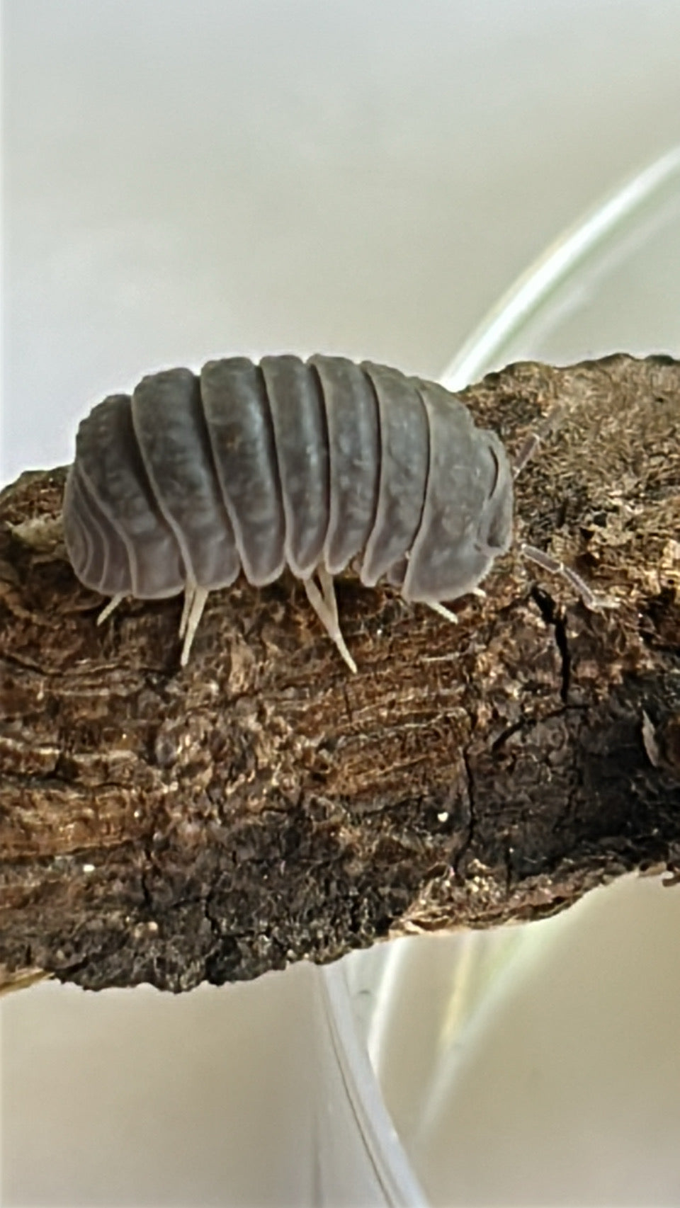 Armadillo "Tuberculatus"