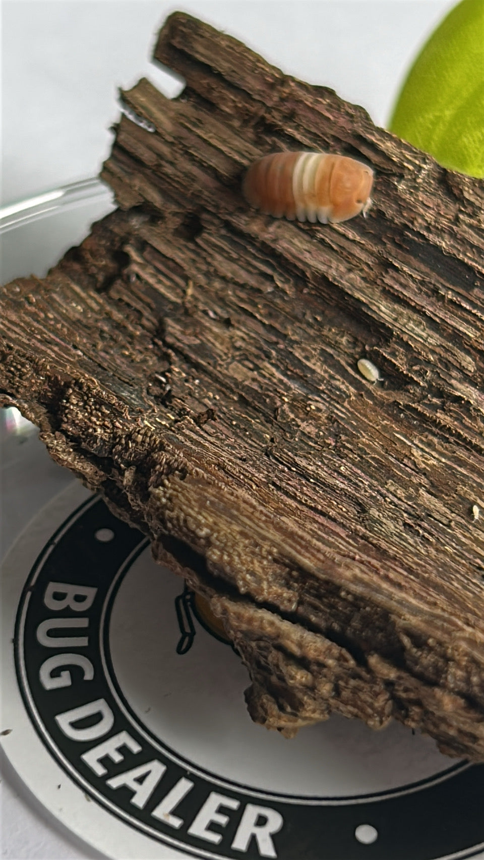 Cubaris sp. "Red" Panda king Isopod
