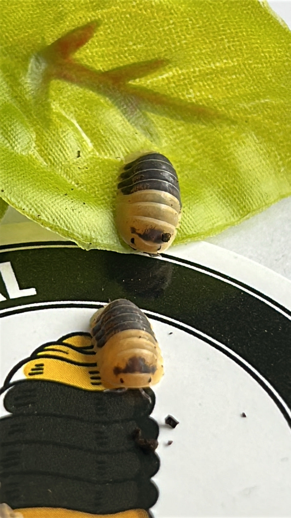 Cubaris sp "Bumblebee"