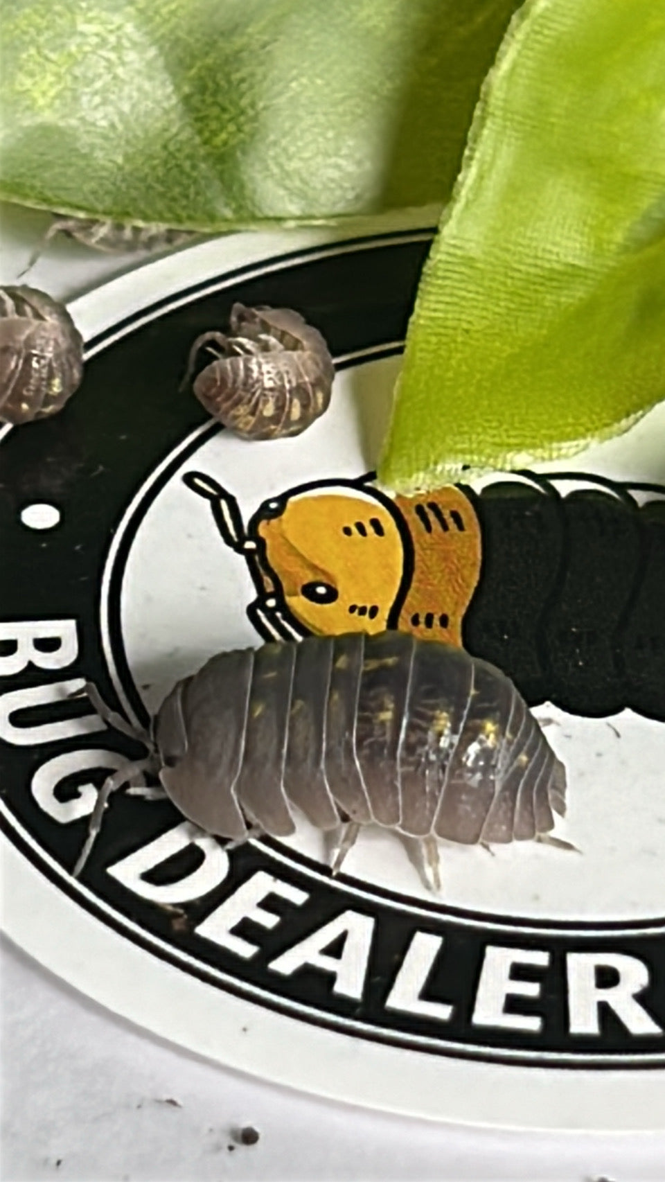 Armadillidium granulatum "Yellow Spanish"