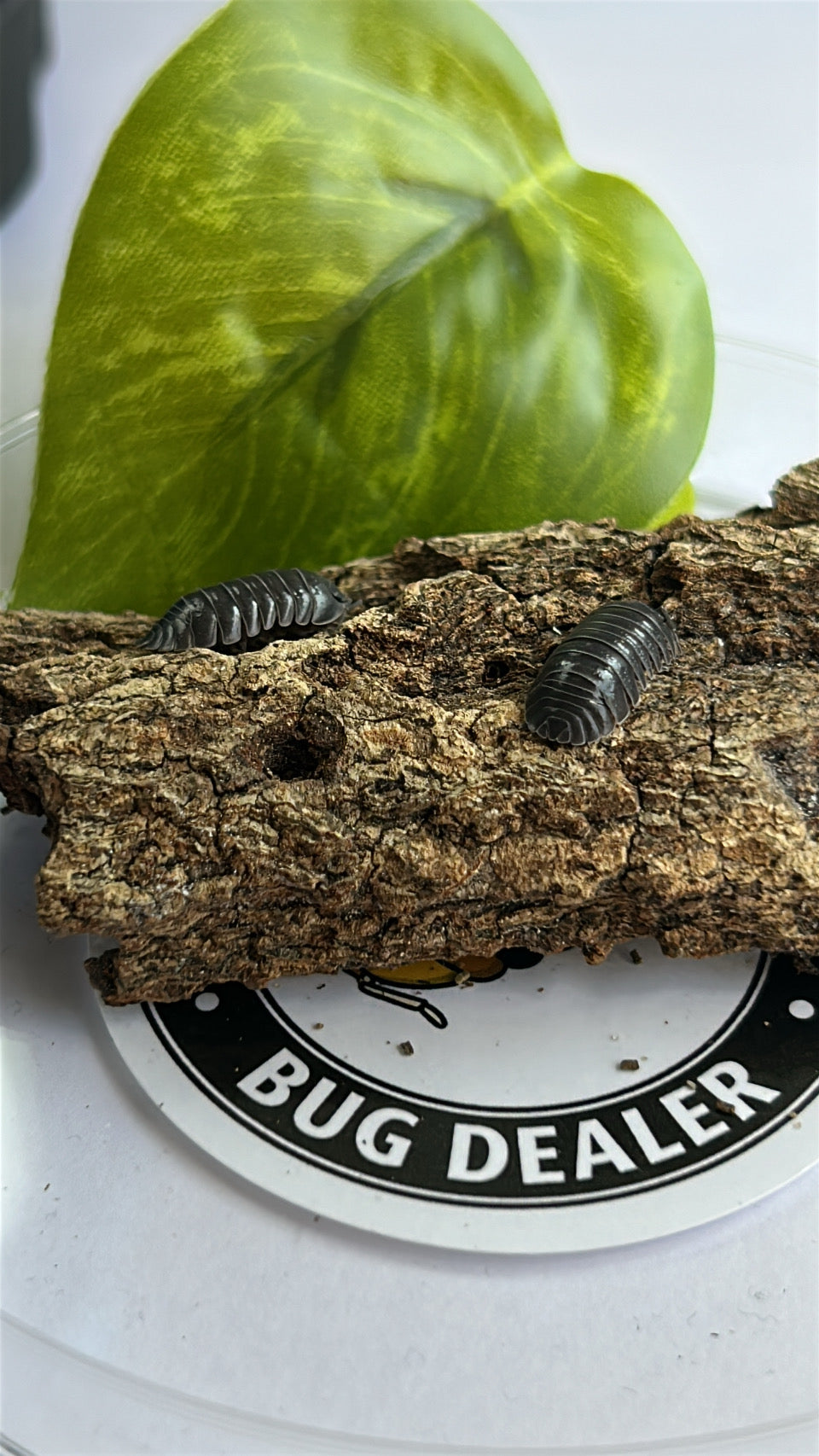 Armadillidium depressum "blotched"