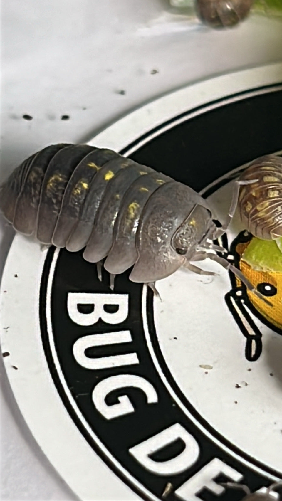 Armadillidium granulatum "Yellow Spanish"