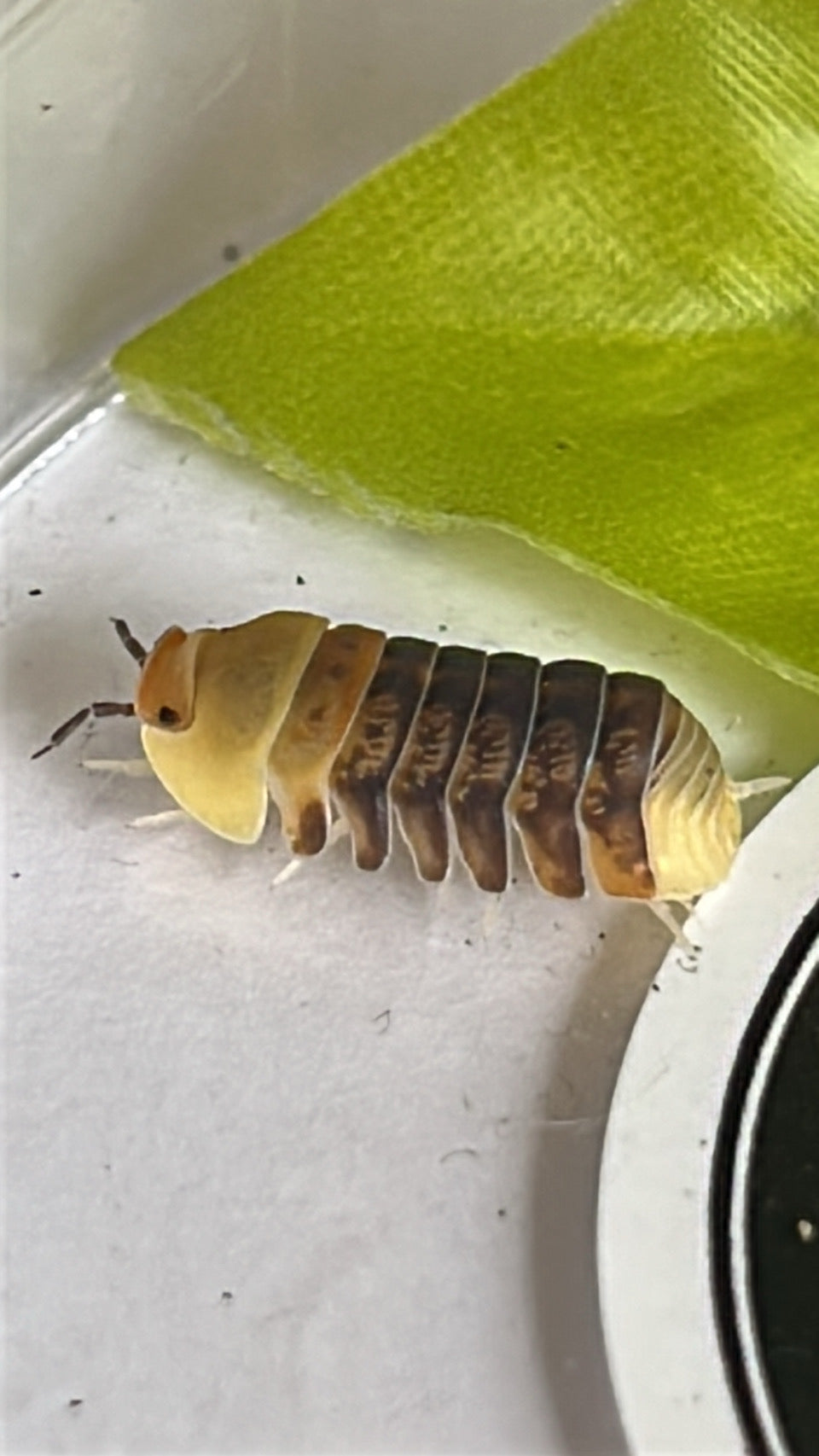 Cubaris sp. "Rubber Ducky"