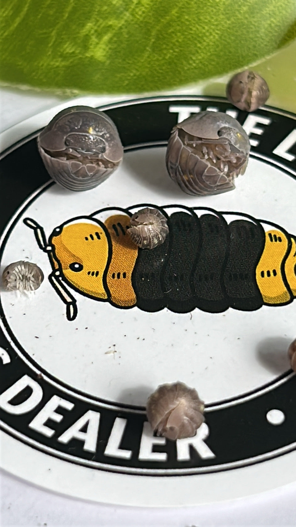 Armadillidium granulatum "Yellow Spanish"