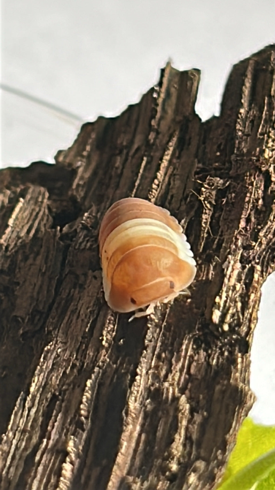 Cubaris sp. "Red" Panda king Isopod