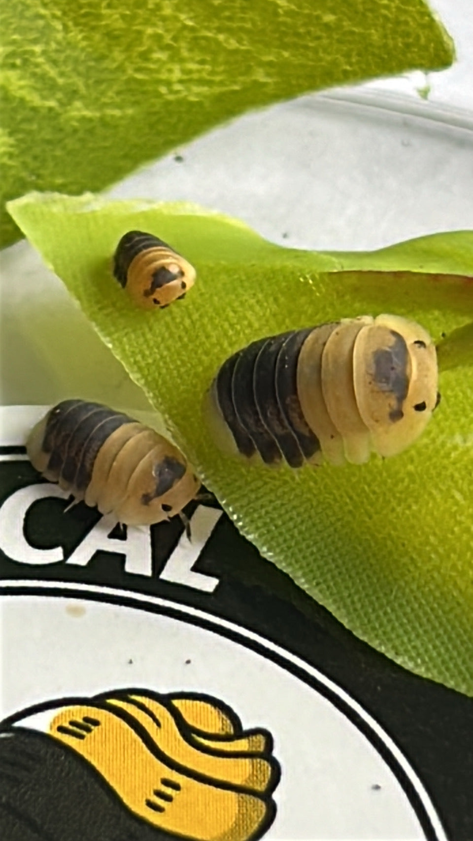Cubaris sp "Bumblebee"