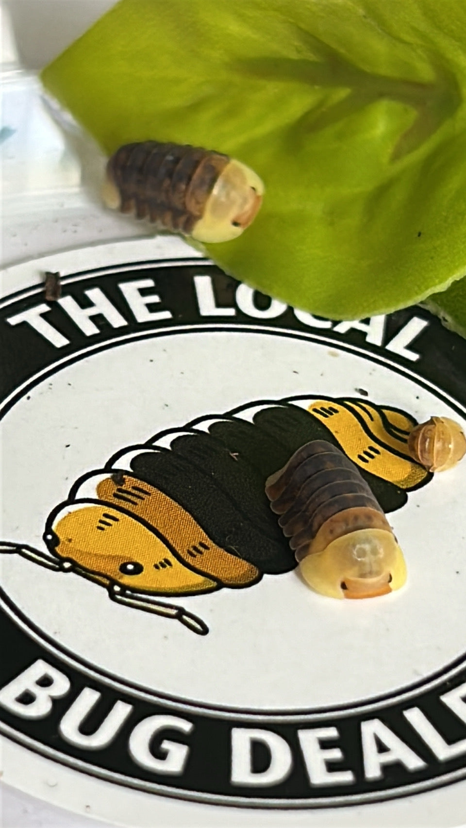 Cubaris sp. "Rubber Ducky"