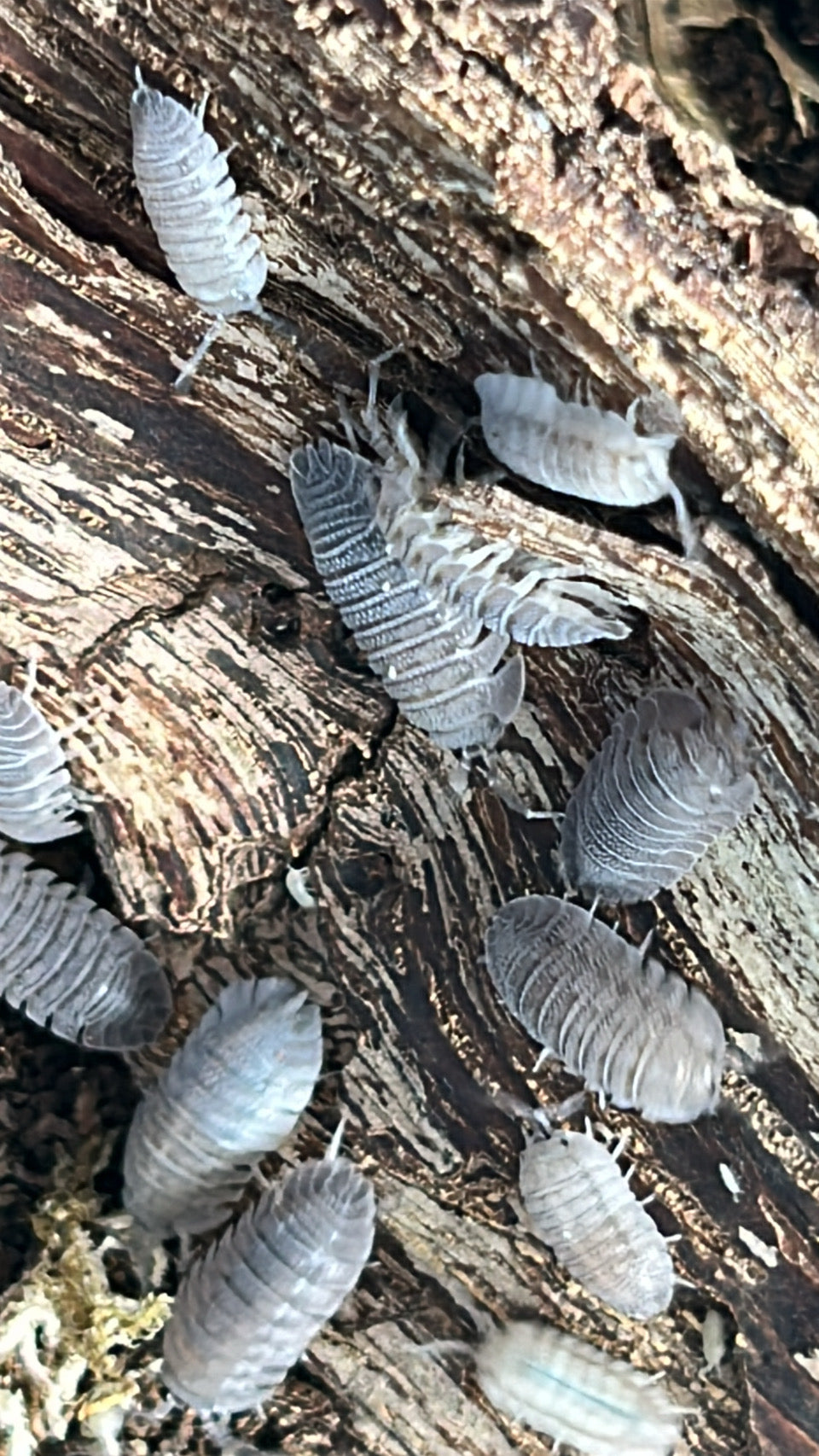 Armadillidium peraccae "Mini speckled"  isopods