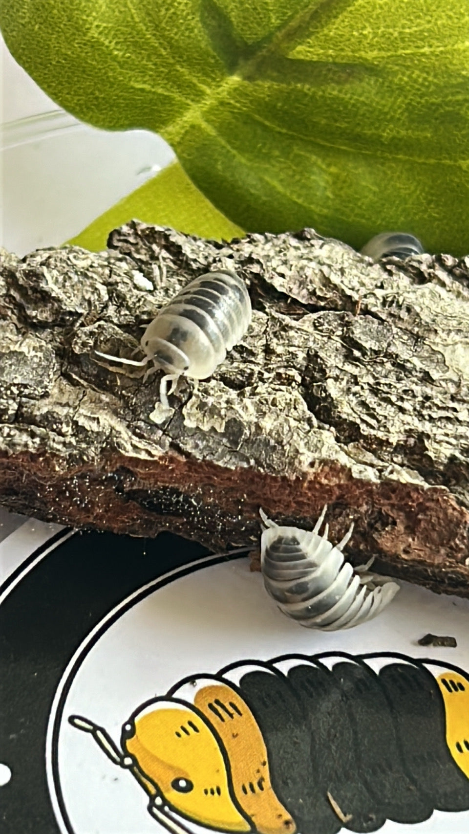 Armadillo sp "Tamarix"