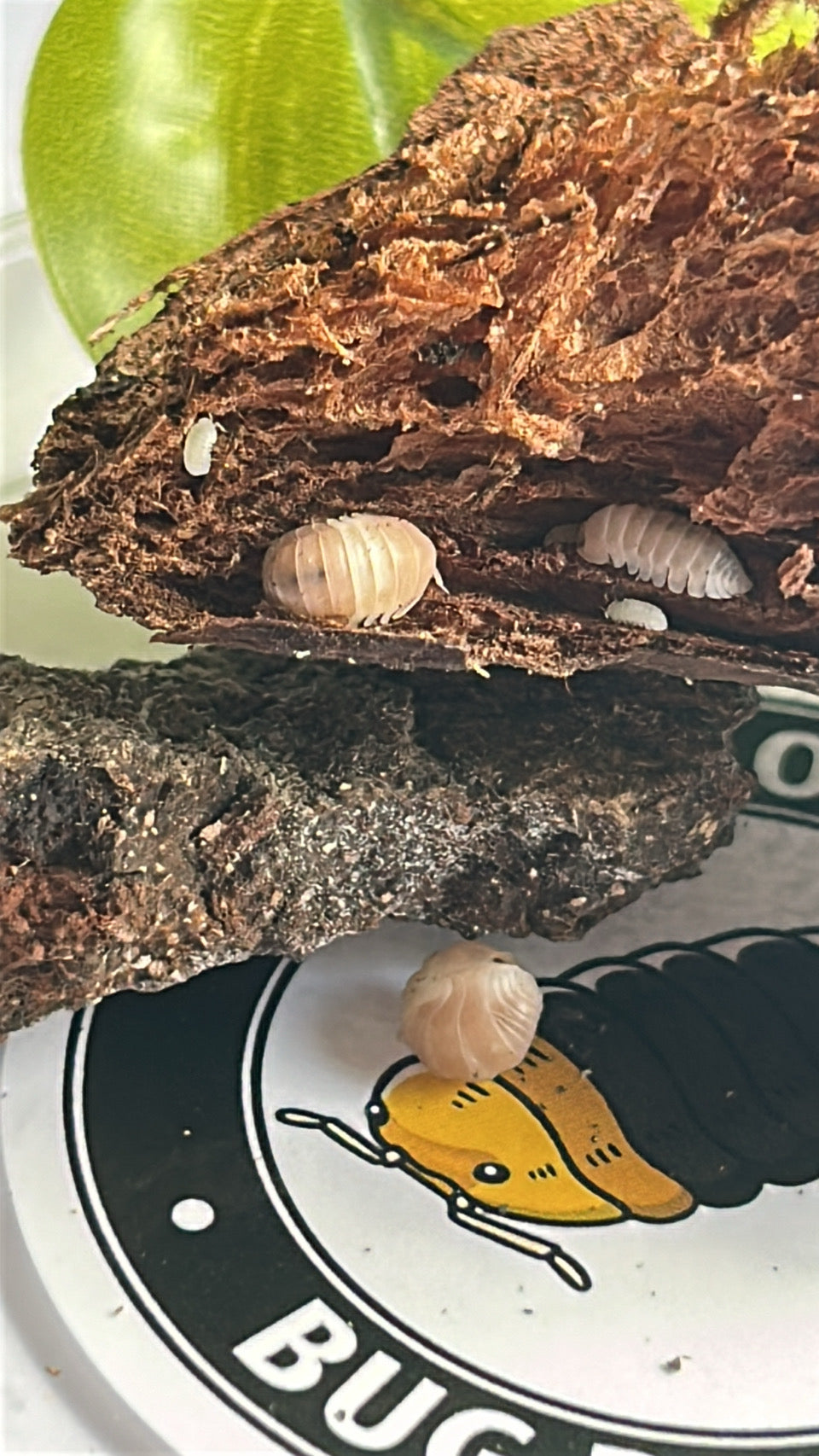 Cubaris sp. Panda King "Pink"