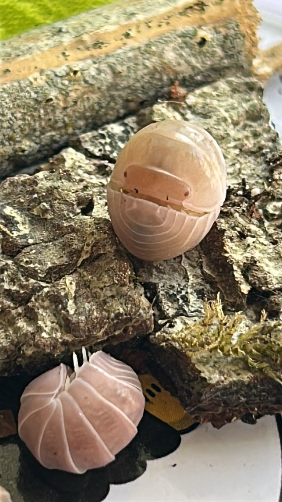 Armadillo Officinalis "PINK"